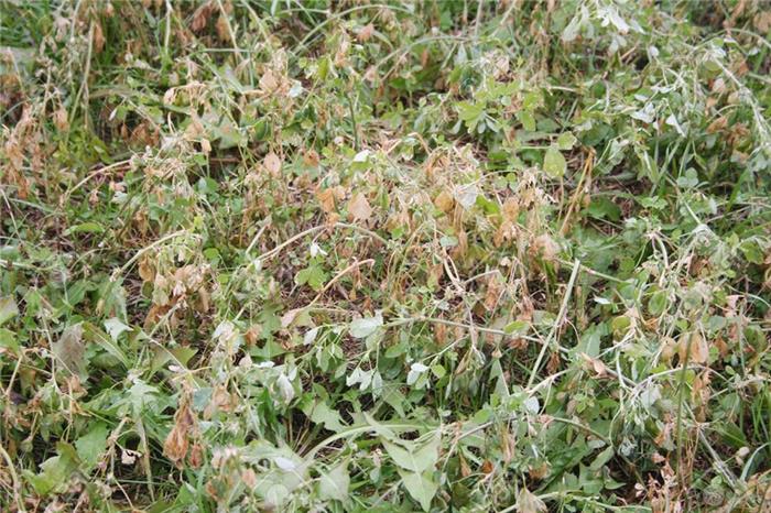 تنش یخبندان